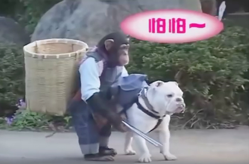 El mono chimpancé con su perro y su cesta vence su miedo. ¡Para llorar de la risa!