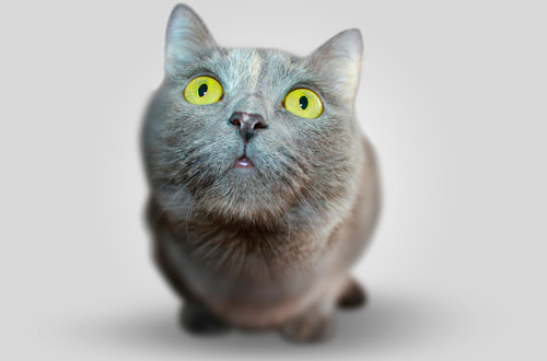 ¿Porque los gatos tienen 7 vidas? Descubrelo en este video.